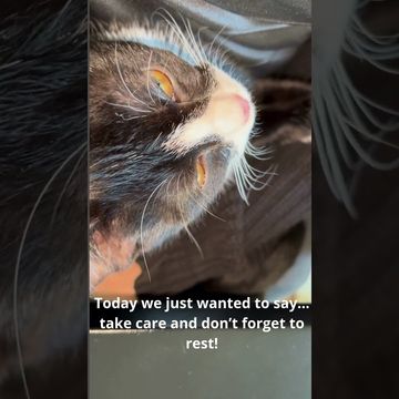 Purrmission to Pause: Take Care of Yourself and Don't Forget to Rest
